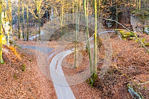 Narrow asphalt road serpentines winding through beech forest