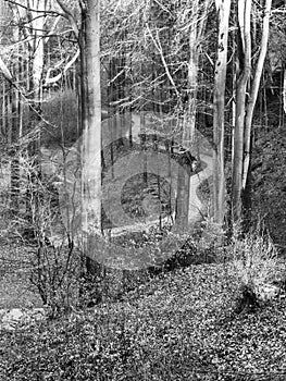 Narrow asphalt road serpentines winding through beech forest