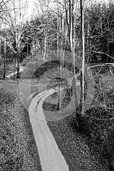Narrow asphalt road serpentines winding through beech forest