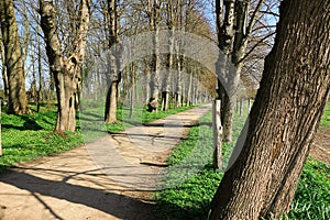 A narrow avenue lined with old trees in the park with spring flowers at the edge of the road