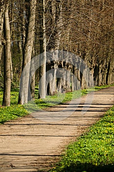 A narrow avenue lined with old trees in the park with spring flowers at the edge of the road