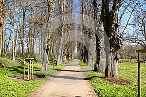 A narrow avenue lined with old trees in the park with spring flowers at the edge of the road