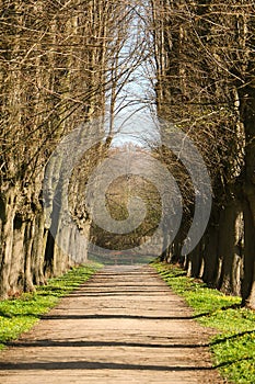 A narrow avenue lined with old trees in the park with spring flowers at the edge of the road