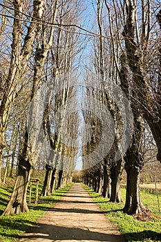 A narrow avenue lined with old trees in the park with spring flowers at the edge of the road