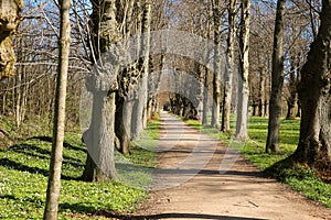 A narrow avenue lined with old trees in the park with spring flowers at the edge of the road