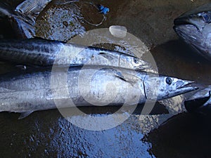 Narrow-barred Spanish mackerel freshly caught by artisanal Filipino fishermen