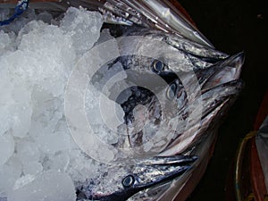 Narrow-barred Spanish mackerel freshly caught by artisanal Filipino fishermen