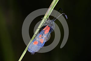 Narrow-bordered five-spot burnet moth