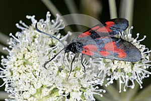 Narrow-bordered five-spot burnet moth photo