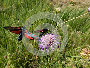 Narrow-bordered five-spot burnets (Zygaena lonicerae) on a flower in summer. The forewings have five crimson spots