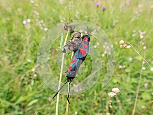 Narrow-bordered five-spot burnets (Zygaena lonicerae) mating on a flower. The forewings have five crimson spots