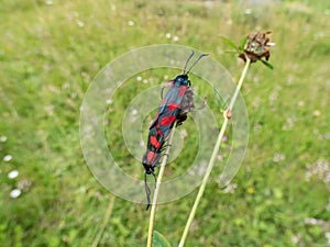 Narrow-bordered five-spot burnets (Zygaena lonicerae) mating on a flower. The forewings have five crimson spots
