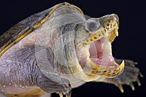 Narrow-bridged musk turtle (Claudius angustatus) photo