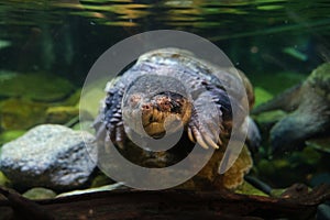 Narrow-bridged musk turtle (Claudius angustatus) swimming in the waters of an aquarium