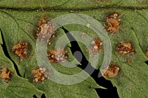 Narrow Buckler-Fern Dryopteris carthusiana.Indusiate Sori Closeup