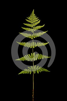 Narrow Buckler-Fern Dryopteris carthusiana. Isolated Frond Closeup