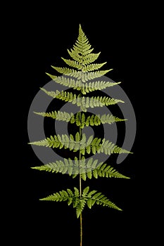 Narrow Buckler-Fern Dryopteris carthusiana. Isolated Frond Closeup