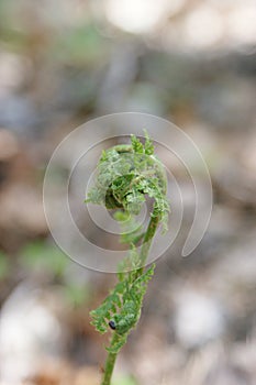 Narrow buckler-fern Dryopteris carthusiana leaves