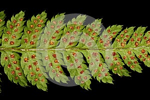 Narrow Buckler-Fern Dryopteris carthusiana. Pinna Detail Closeup