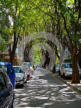 Narrow city street with cars parked on the roadside under the canopy of green trees is flooded with summer afternoon sunlight