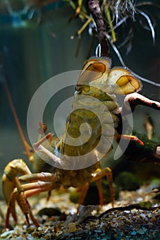 narrow-clawed crayfish abdomen, tergum and telson, gravel substrate in European planted biotope aquarium, captive