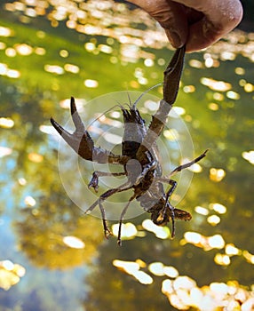 Narrow-clawed crayfish (Astacus leptodactylus) in South of France