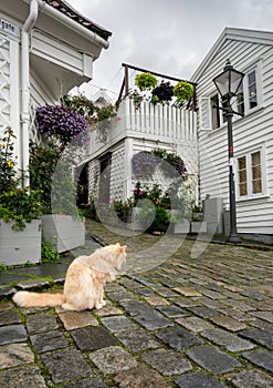 Narrow cobblestone street in Stavanger Norway