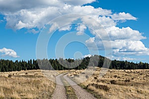 Narrow country dirt road curving through a grassy field towards a pine and spruce forest in New Mexico