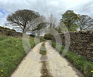 Narrow country lane, with dry stone walls, and old trees on, Back Lane, Bradley, UK
