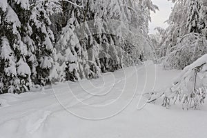 Narrow country road into a snowy forest