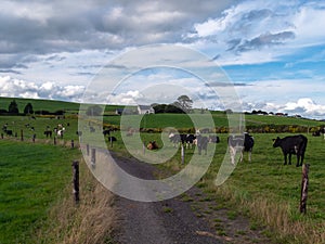 A narrow country road between two farm fields in Ireland in summer. A herd of cows grazing on a green farm pasture. Rustic