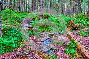 The narrow creek in larch forest, Mount Hoverla, Ukraine