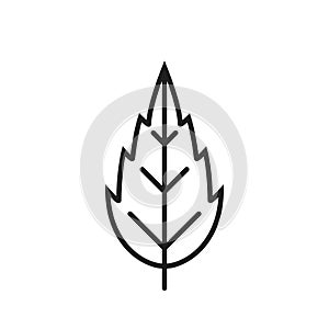 Narrow dentate leaf line icon. botanical, environment and nature symbol. isolated vector image