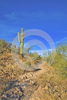 Narrow dirt path hiking trail in the scenic mountains of Tucson Arizona