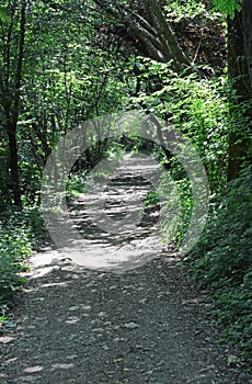 narrow Dirt path in the middle of the lush forest towards infini photo