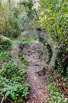 Narrow dirt path with stones between trees and vegetation in the forest