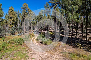 Narrow dirt path between tall green trees in Apache Sitgreaves national forest in Arizona