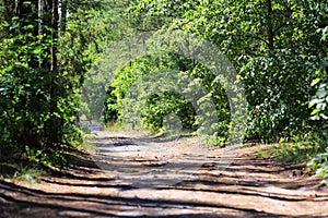 Narrow dirt road through the forest