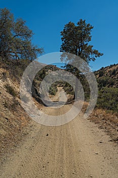 Narrow Dirt Trail in California Wilderness