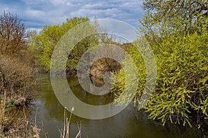 Narrow fast flowing river, willow tree and reflection on dirty water surface, fresh green spring vegetation, active rest concept