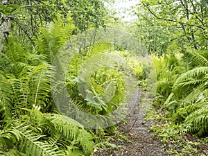 Narrow foot path in luxuriant ferns leaves, lush green foliage. Beautiful growing male fern in the birch tree forest