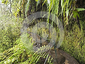 narrow footpath along levada, water irrigation channel with dense tropical forest plants and vegetation. Levada