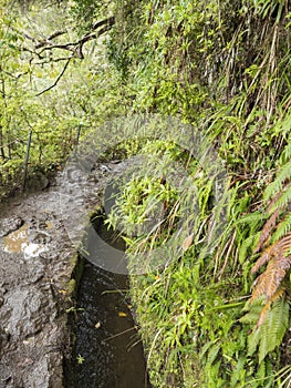 Narrow footpath along levada, water irrigation channel with dense tropical forest plants and vegetation. Levada