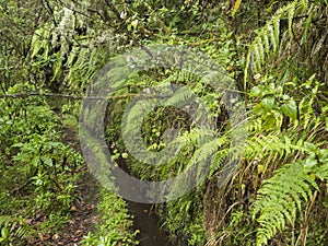 narrow footpath along levada, water irrigation channel with dense tropical forest plants and vegetation. Levada