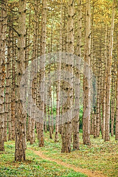 Narrow footpath through pine tree forest