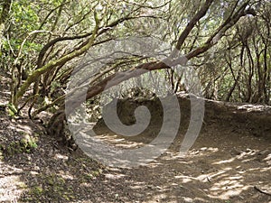 Narrow footpath on Sendero de los Sentidos path od the senses in photo