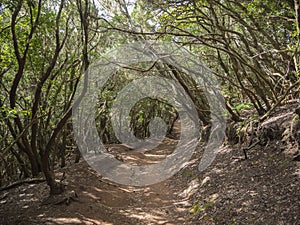 Narrow footpath on Sendero de los Sentidos path od the senses in photo