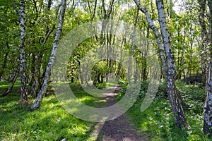 Narrow footpath between tall Silver Birch trees on a bright spring morning