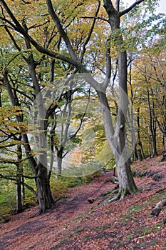 Narrow footpaths in autumn woodland with orange and golden leaves against dark trees in the colden valley near hebden bridge