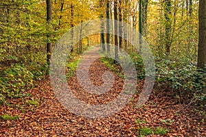 Narrow forest path at the beginning of autumn